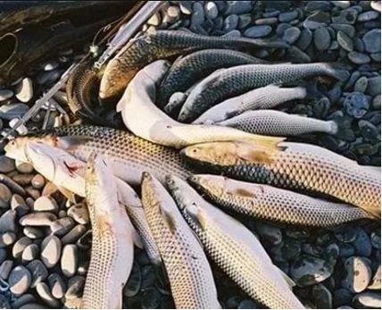 пеленгас 